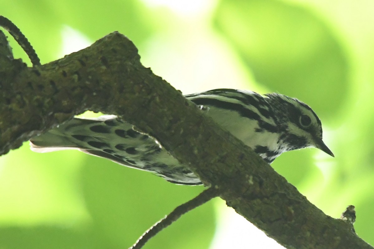 Black-and-white Warbler - Teresa Mawhinney