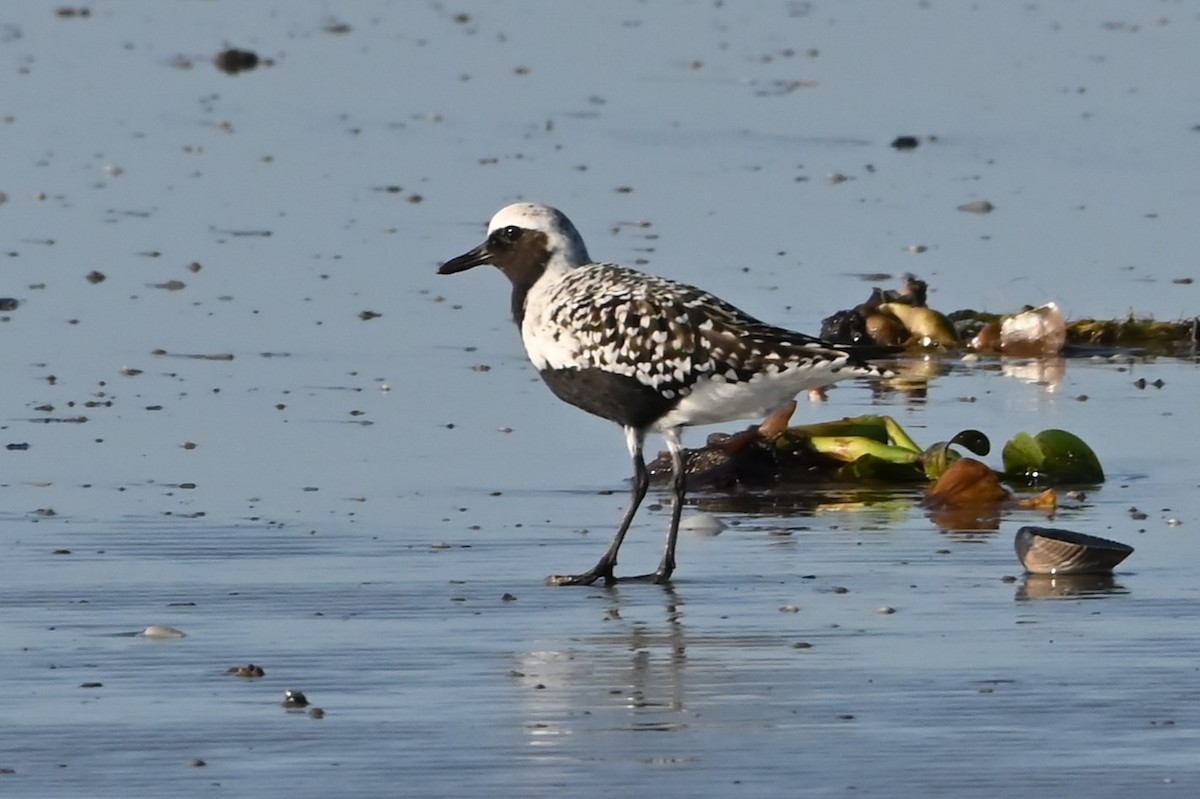 Black-bellied Plover - Jim Highberger