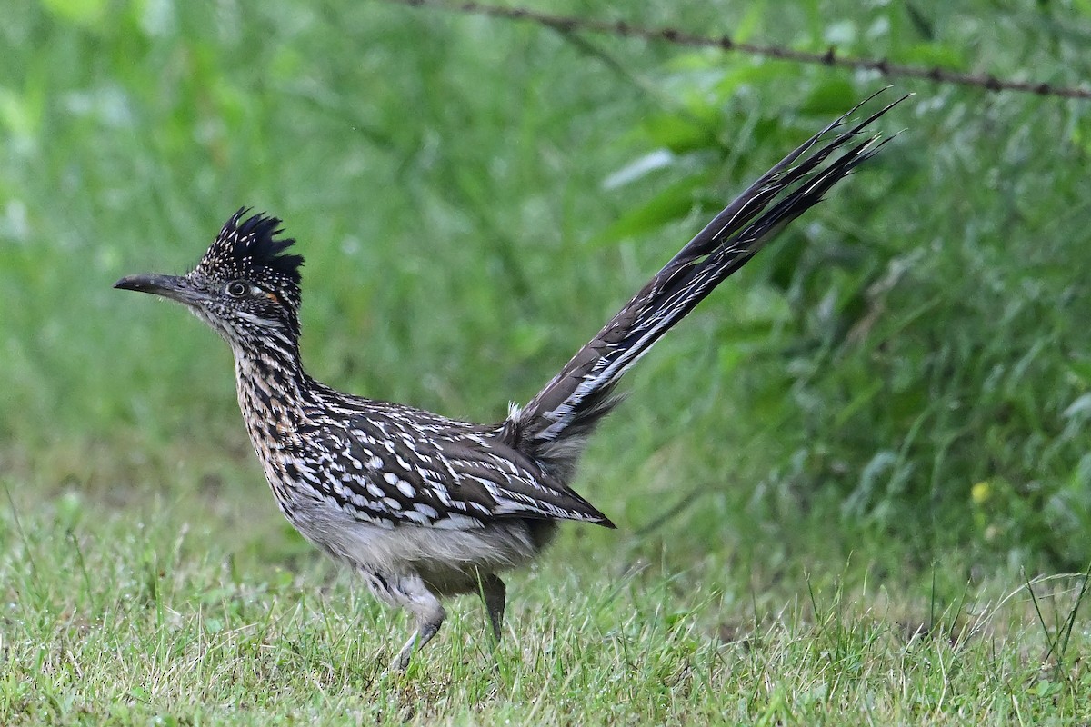 Greater Roadrunner - Buck Lee