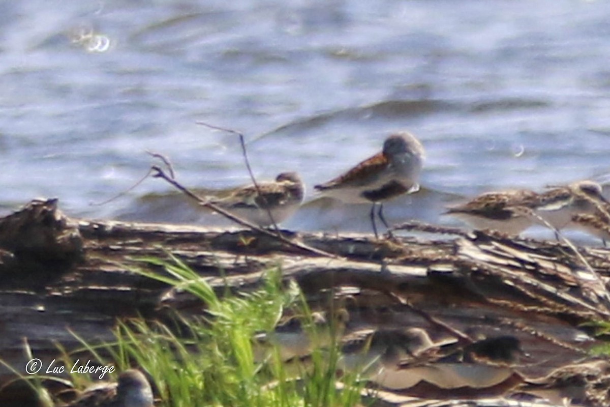 Dunlin - Luc Laberge