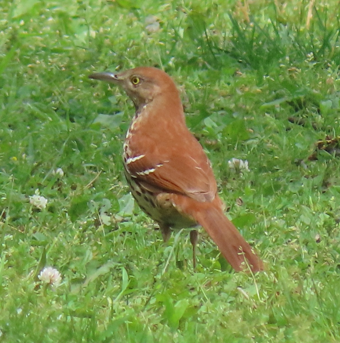 Brown Thrasher - ML619496601