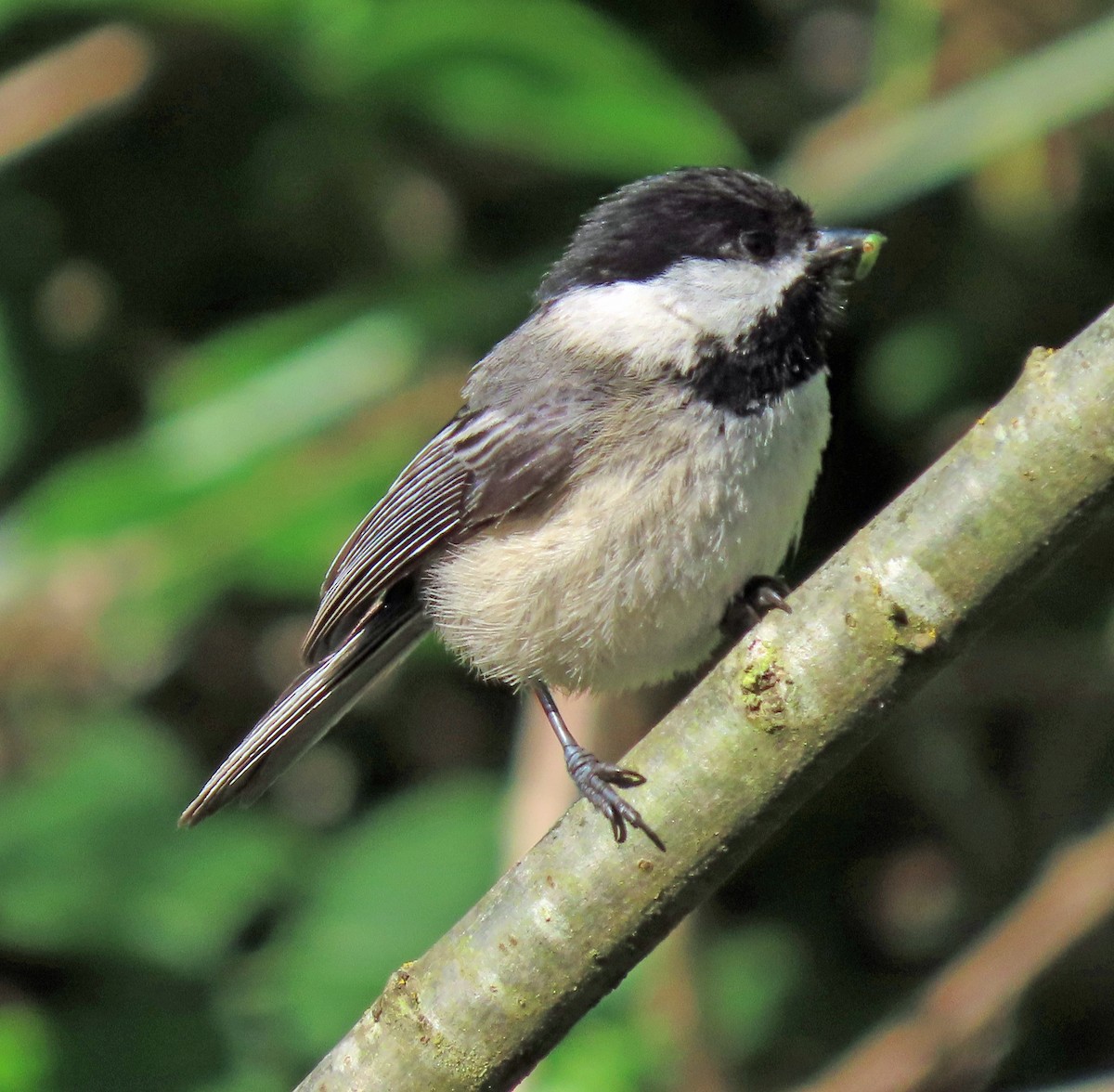 Black-capped Chickadee - Jim Scott