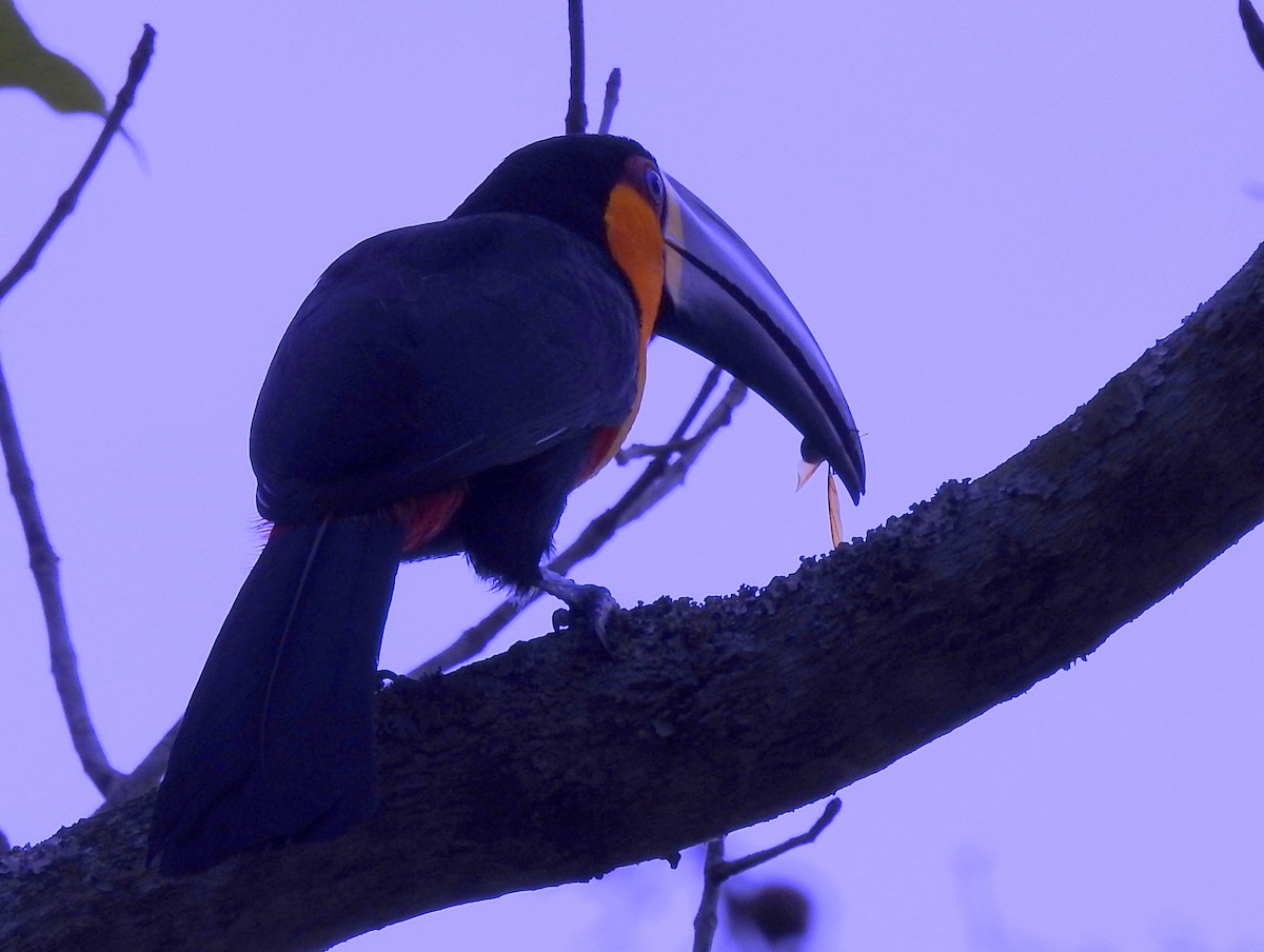 Channel-billed Toucan - Carlos Crocce