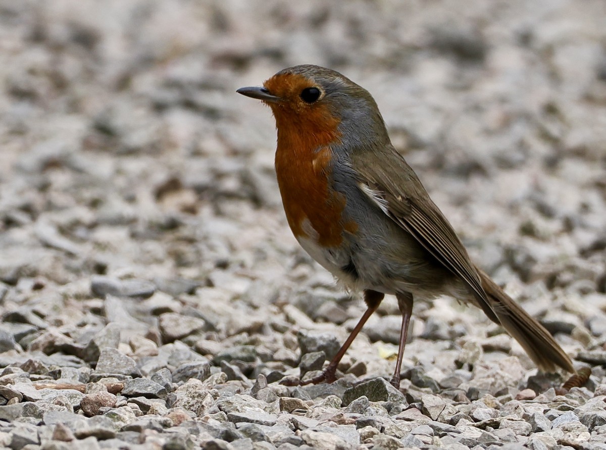 European Robin - Cheryl Cooper