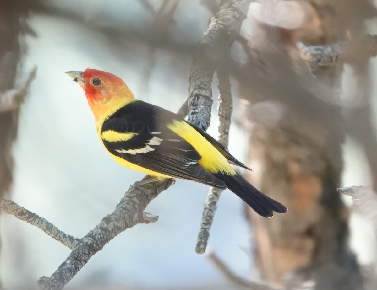 Western Tanager - Jim Ward