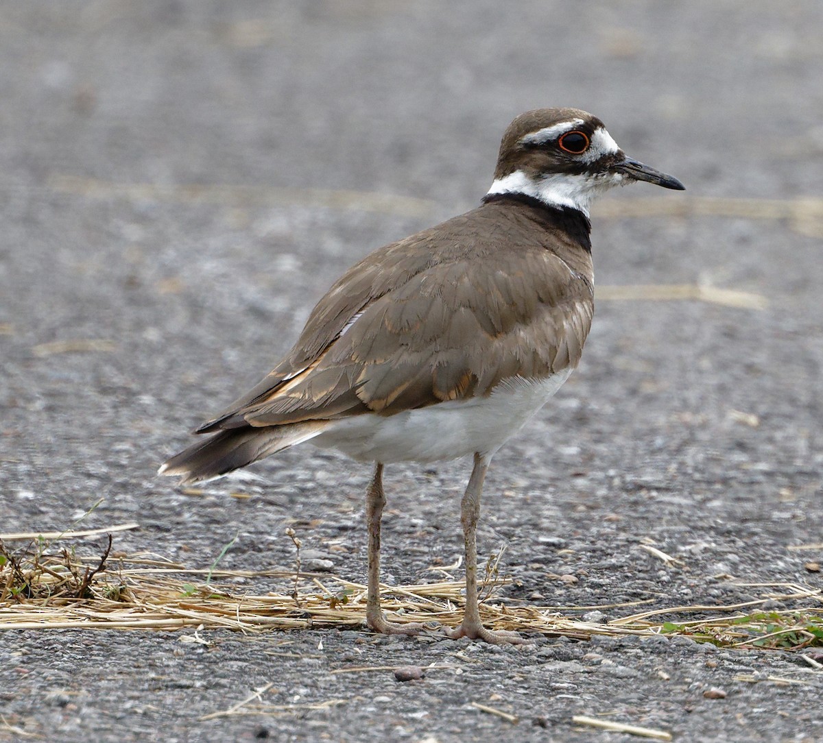 Killdeer - Paul Edelman