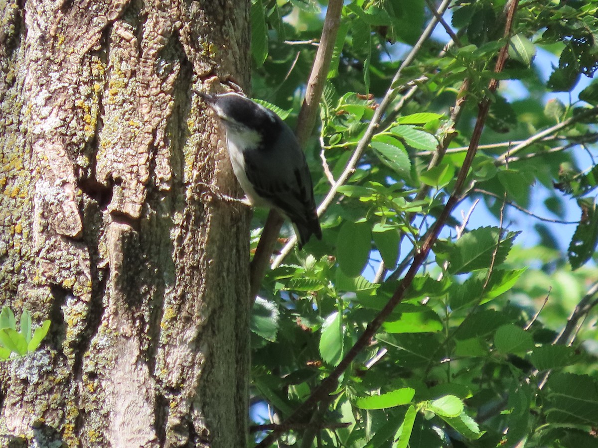 White-breasted Nuthatch - Dick Zerger