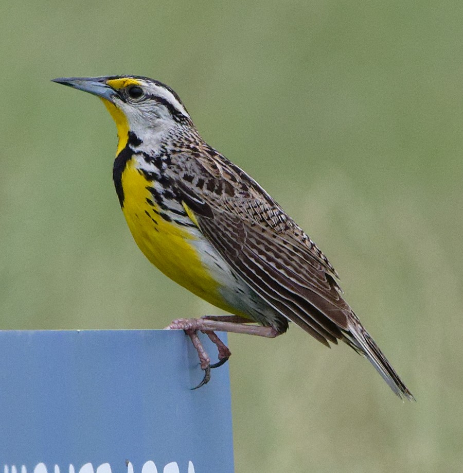 Eastern Meadowlark - Paul Edelman