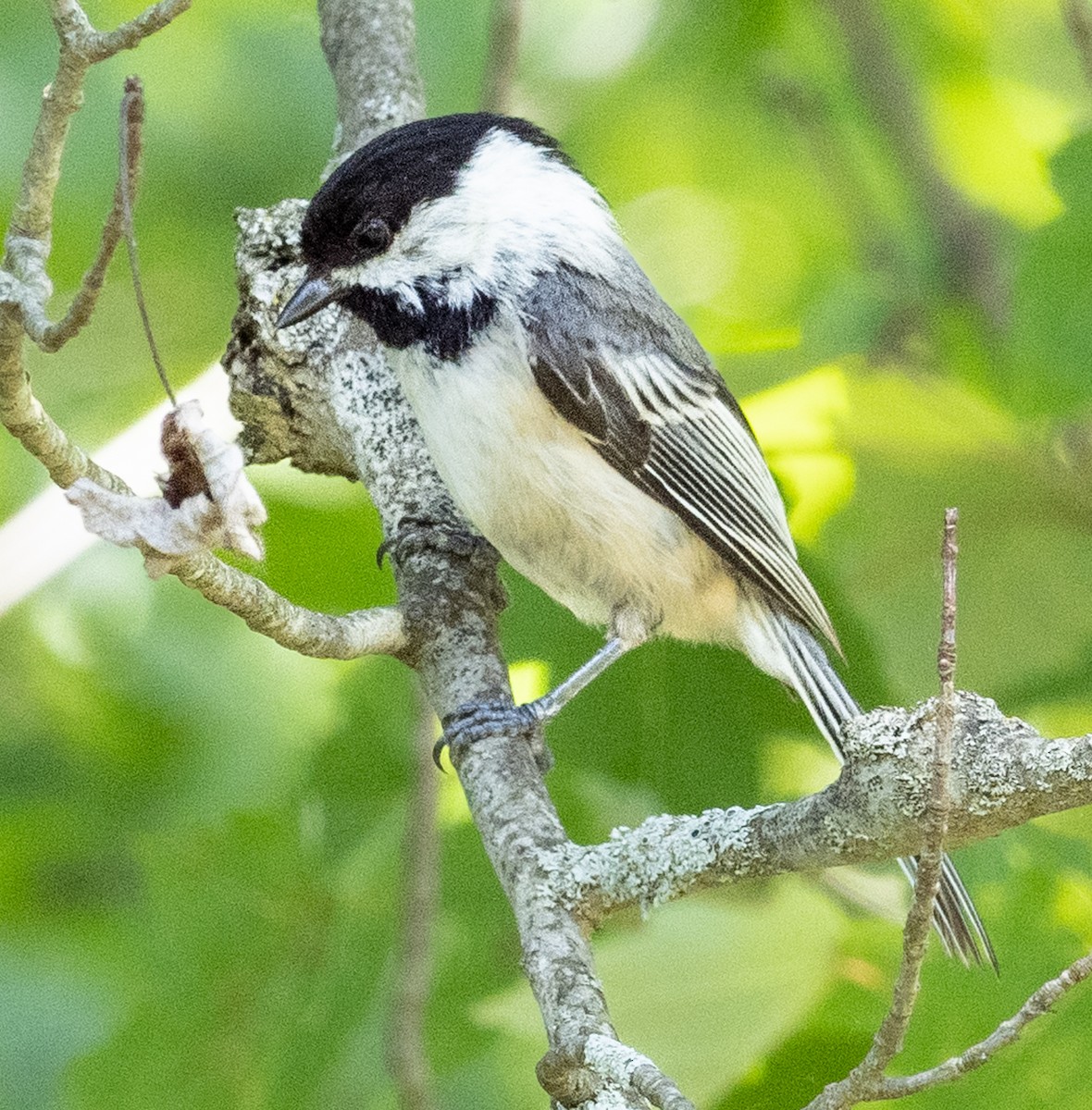 Black-capped Chickadee - Lynn Chapman