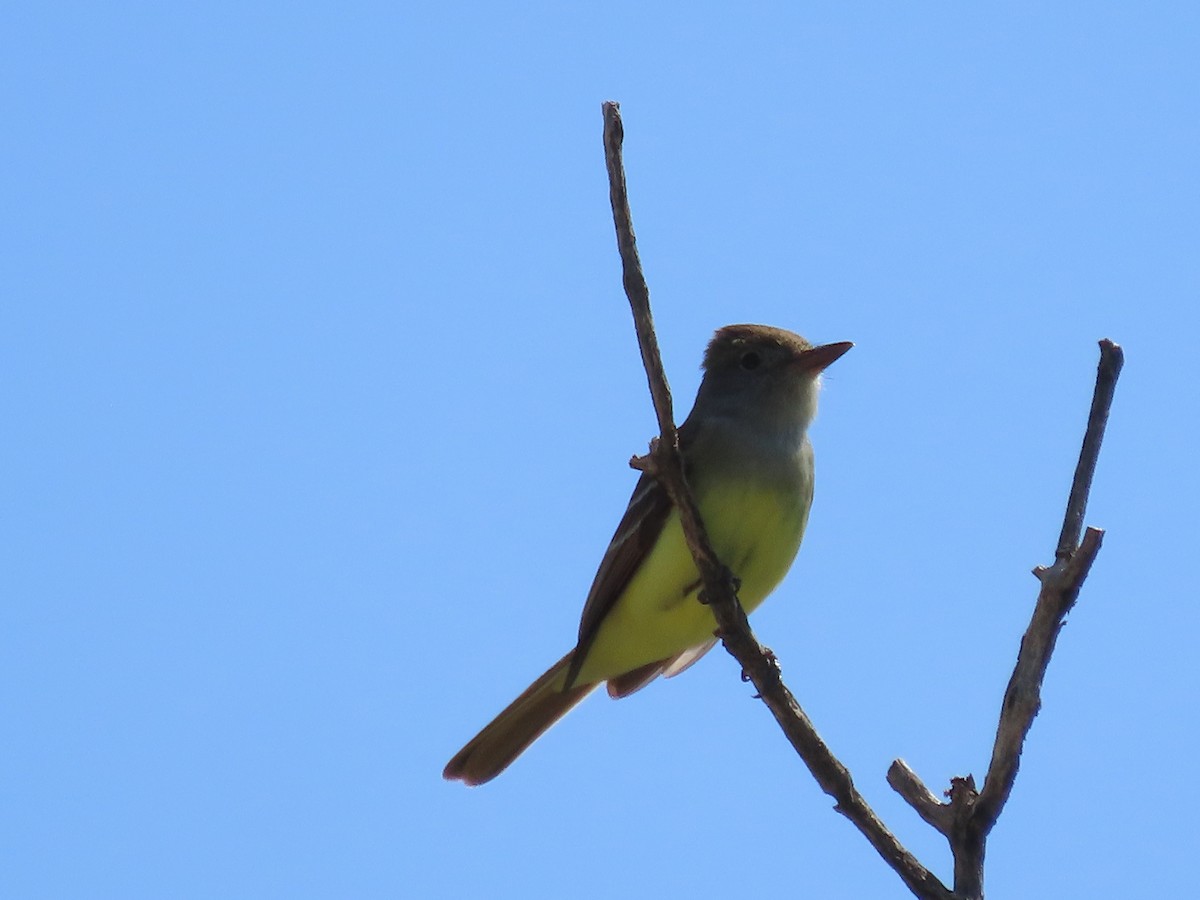 Great Crested Flycatcher - Dick Zerger