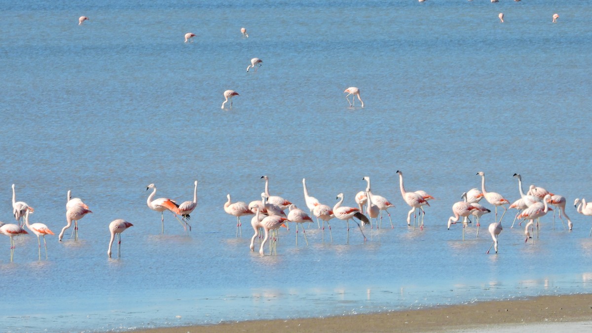 Chilean Flamingo - Hugo Valderrey