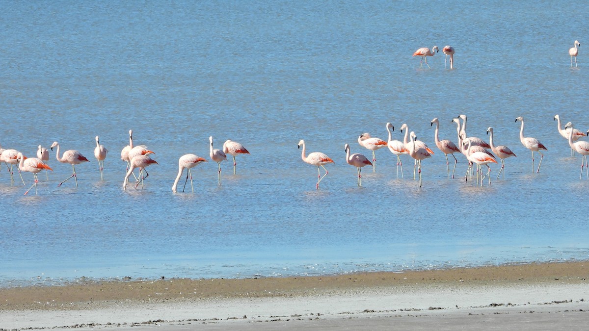 Chilean Flamingo - Hugo Valderrey