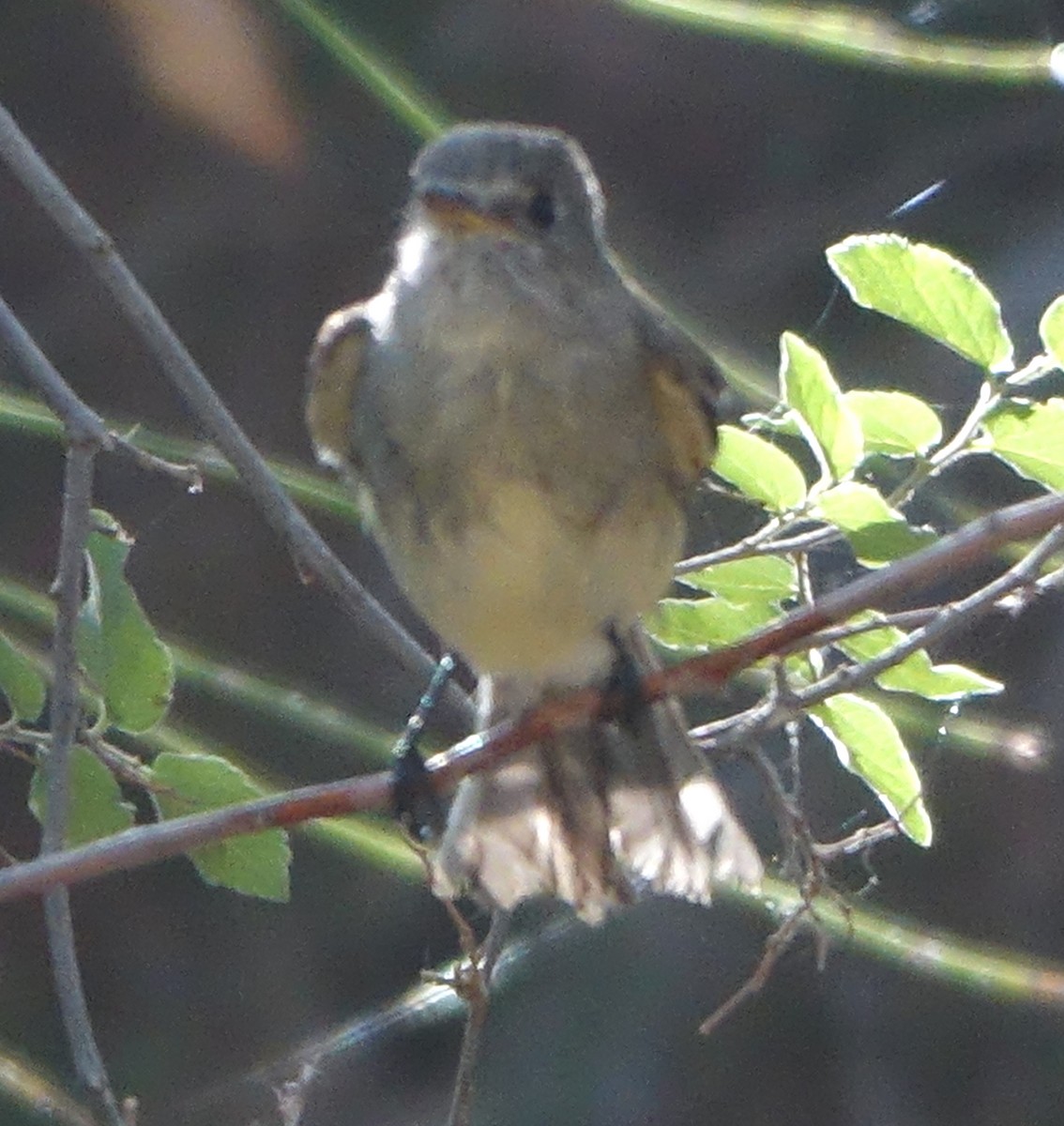 Gray Flycatcher - Carolyn Ohl, cc