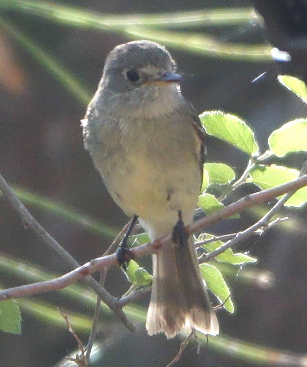 Gray Flycatcher - Carolyn Ohl, cc