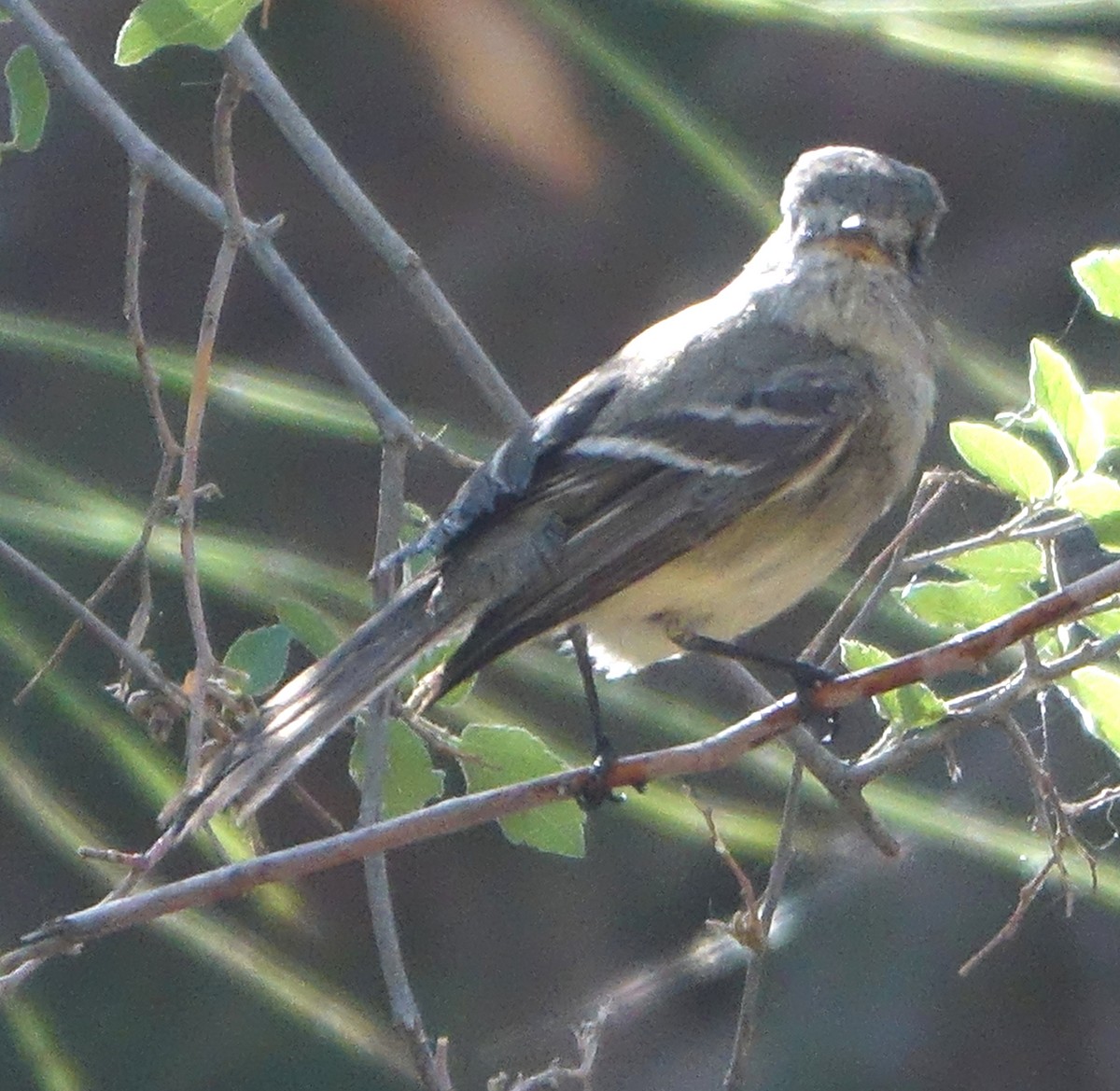 Gray Flycatcher - Carolyn Ohl, cc