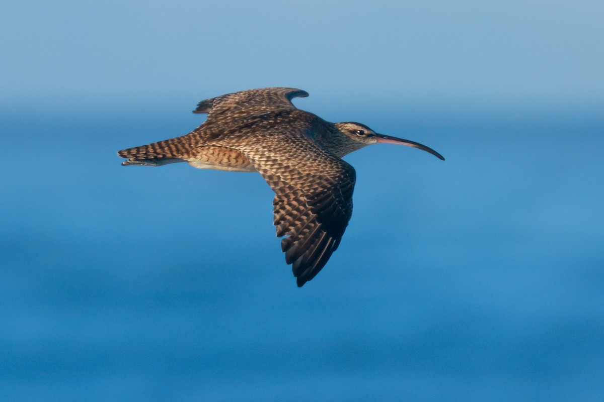 Whimbrel (Hudsonian) - Joey McCracken