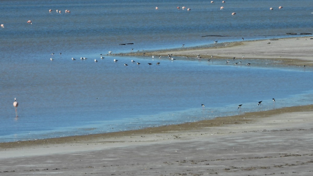 Black-necked Stilt - Hugo Valderrey