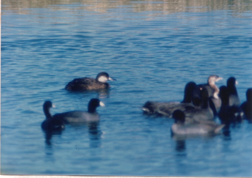 Black Scoter - Inyo County Historical Records