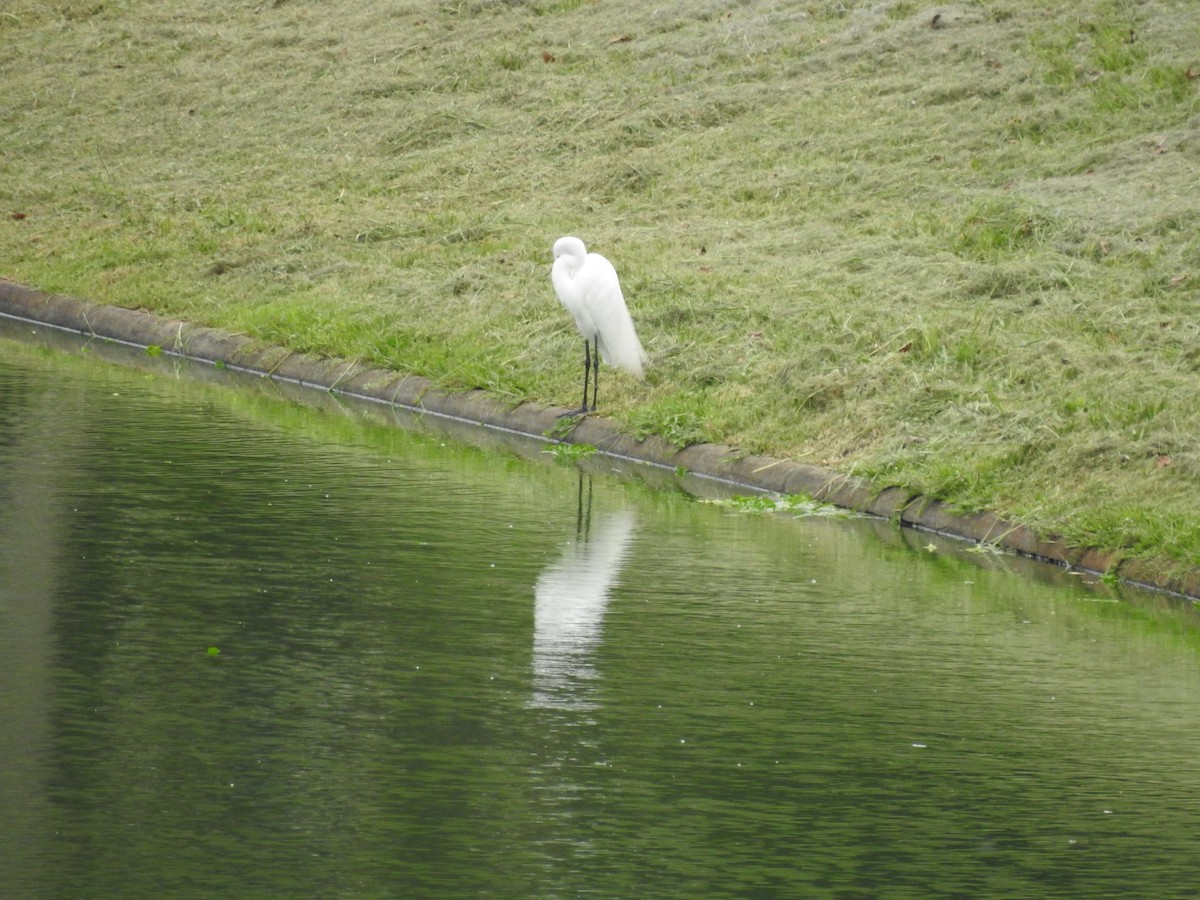 Great Egret - Carlos Crocce