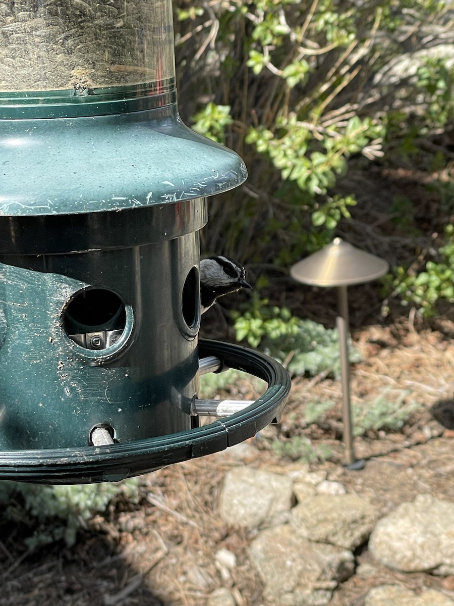 Mountain Chickadee (Rocky Mts.) - Richard Myers