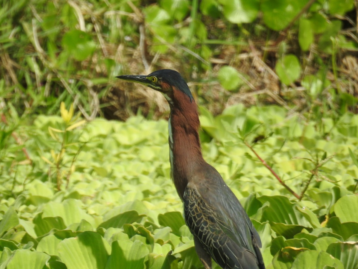 Green Heron - Wendy Meehan