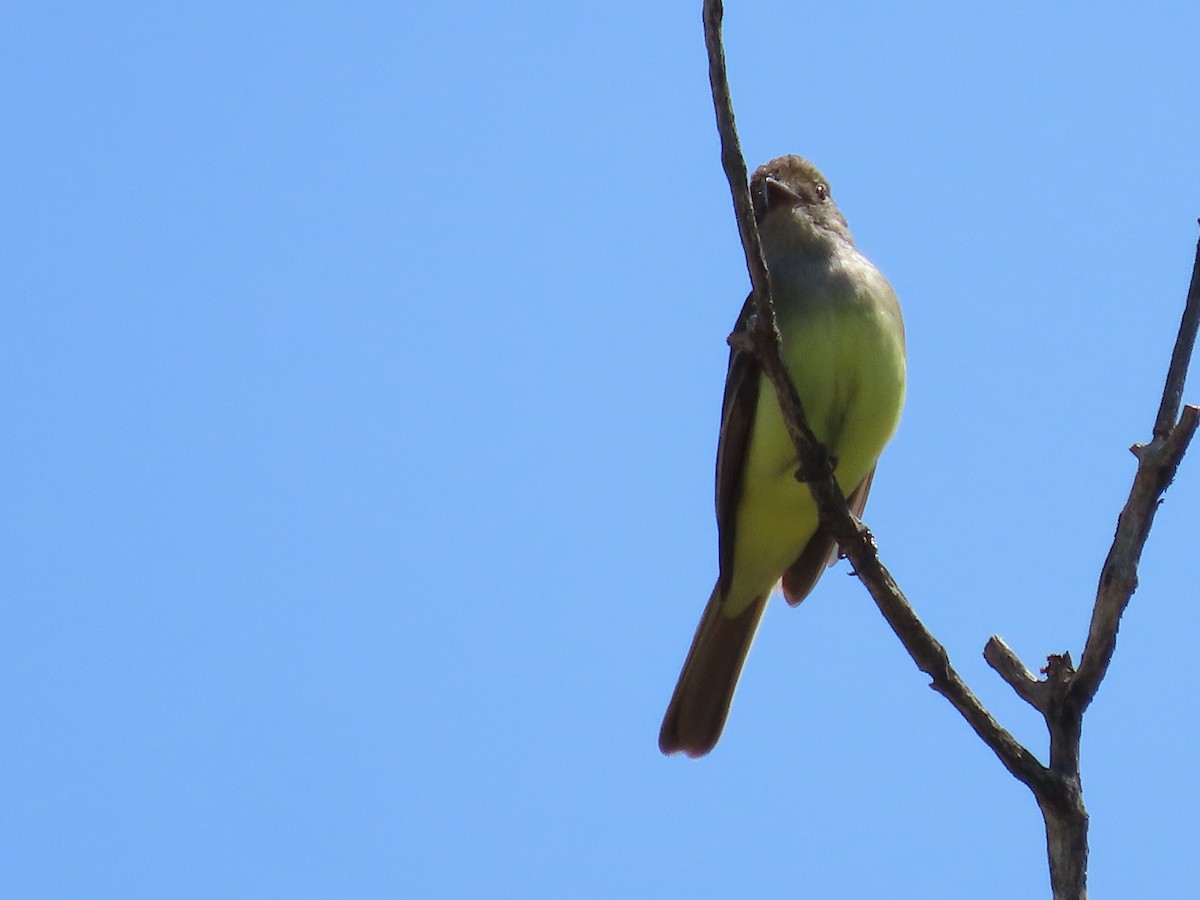 Great Crested Flycatcher - Dick Zerger