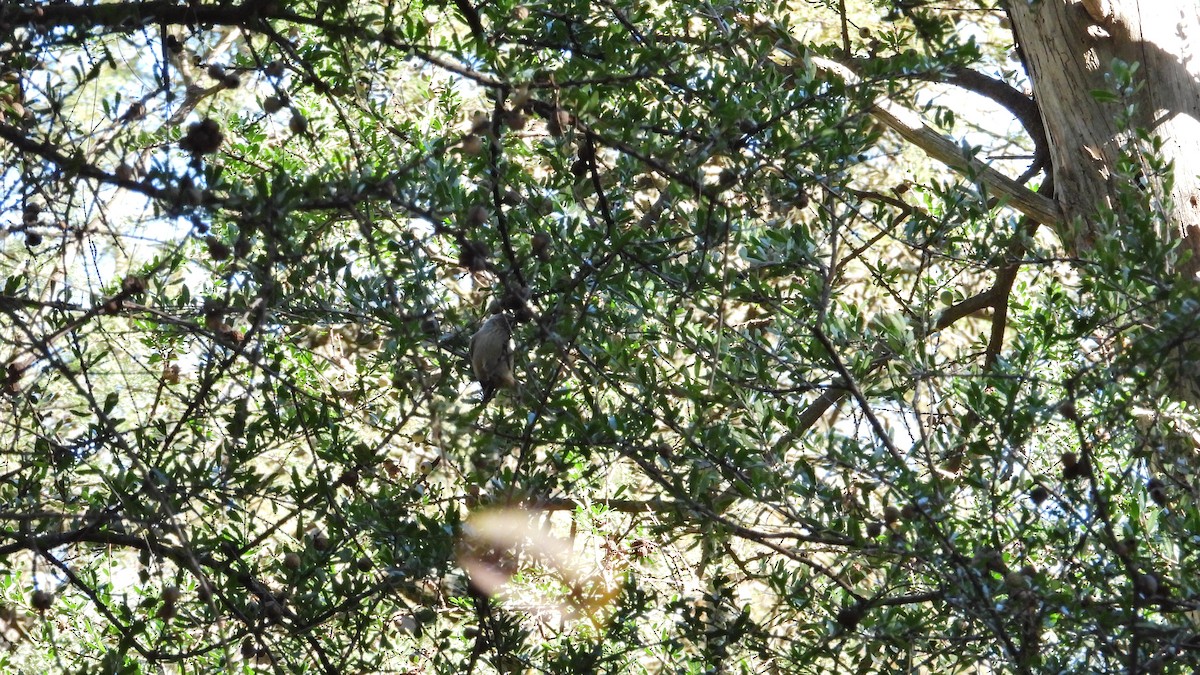 Tufted Tit-Spinetail - ML619496661