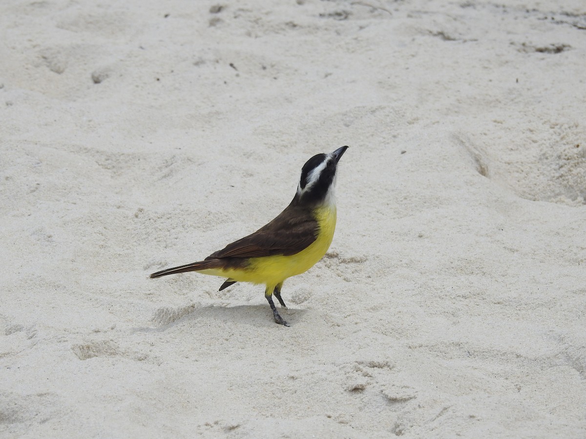 Great Kiskadee - Carlos Crocce