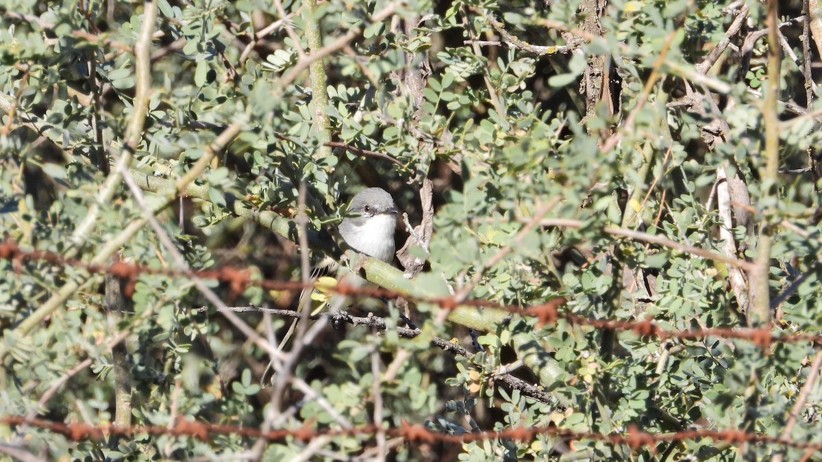 Suiriri Flycatcher - Hugo Valderrey