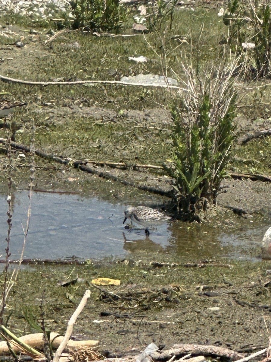 Sanderling - ML619496679