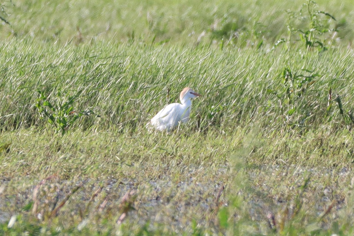 Western Cattle Egret - Daniel Boon