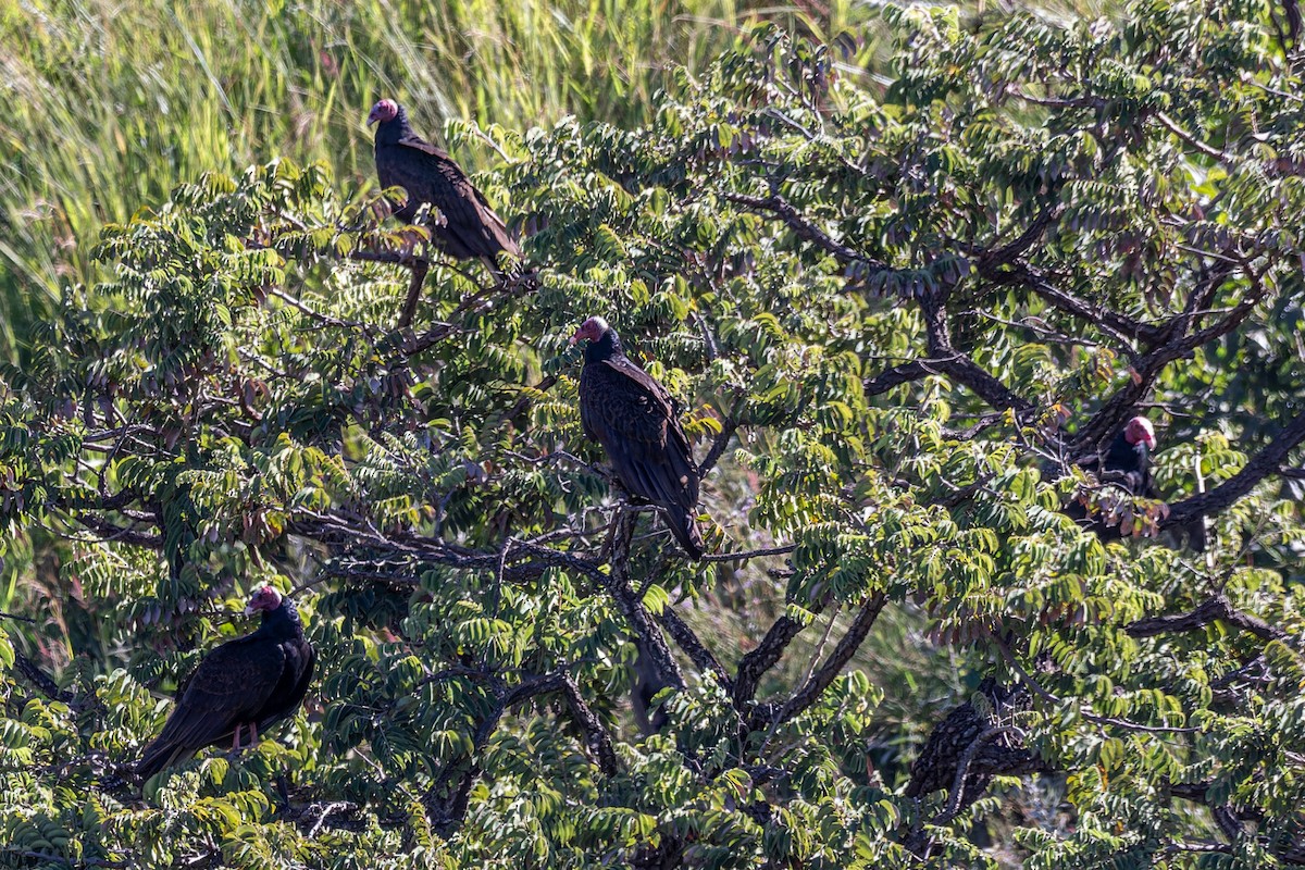 Turkey Vulture - ML619496689