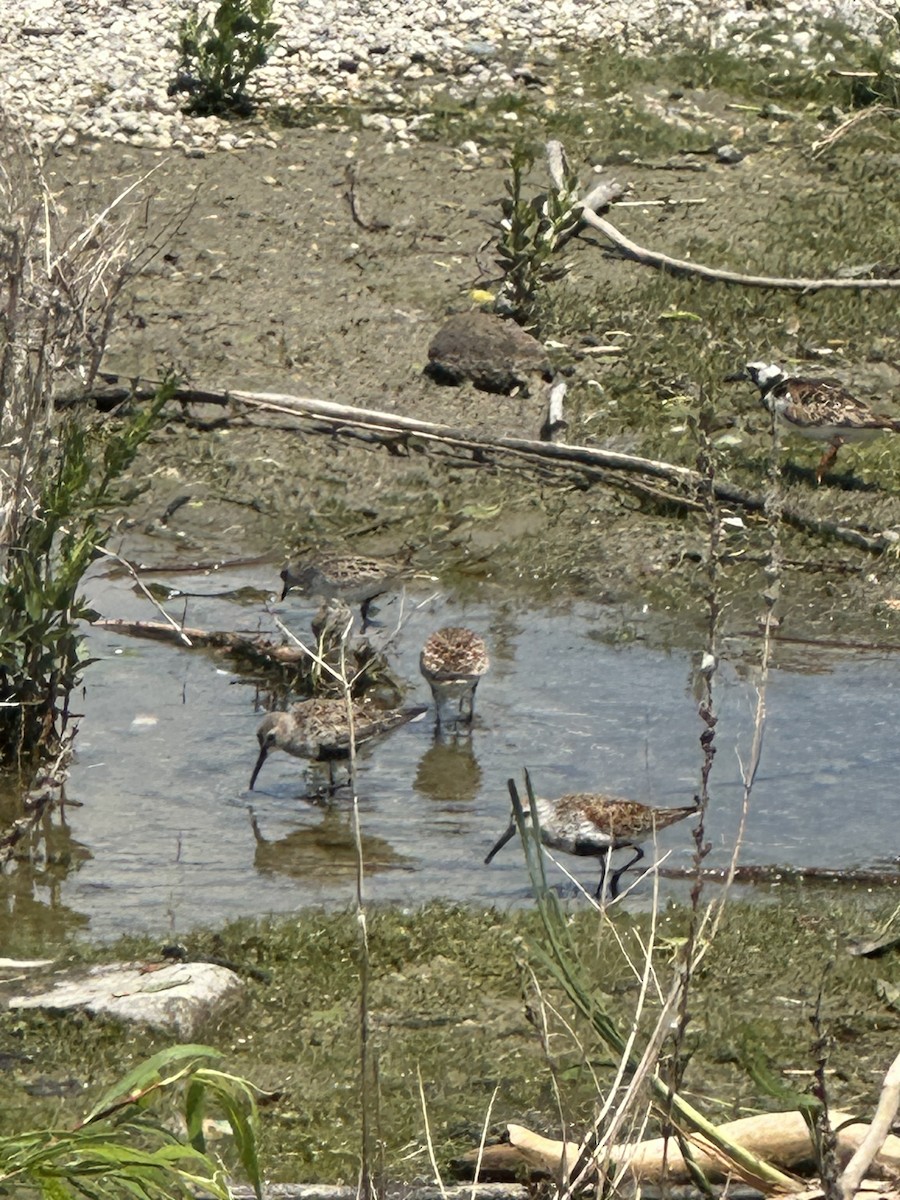 Dunlin - Helen Desjardins