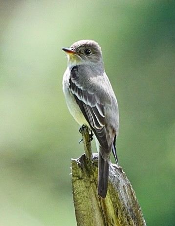 Western Wood-Pewee - Jim Ward