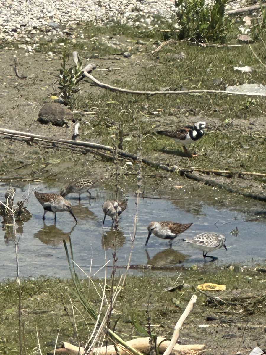 Bécasseau sanderling - ML619496699