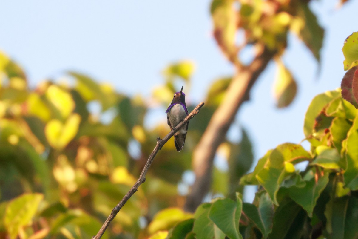 Costa's Hummingbird - Joey McCracken