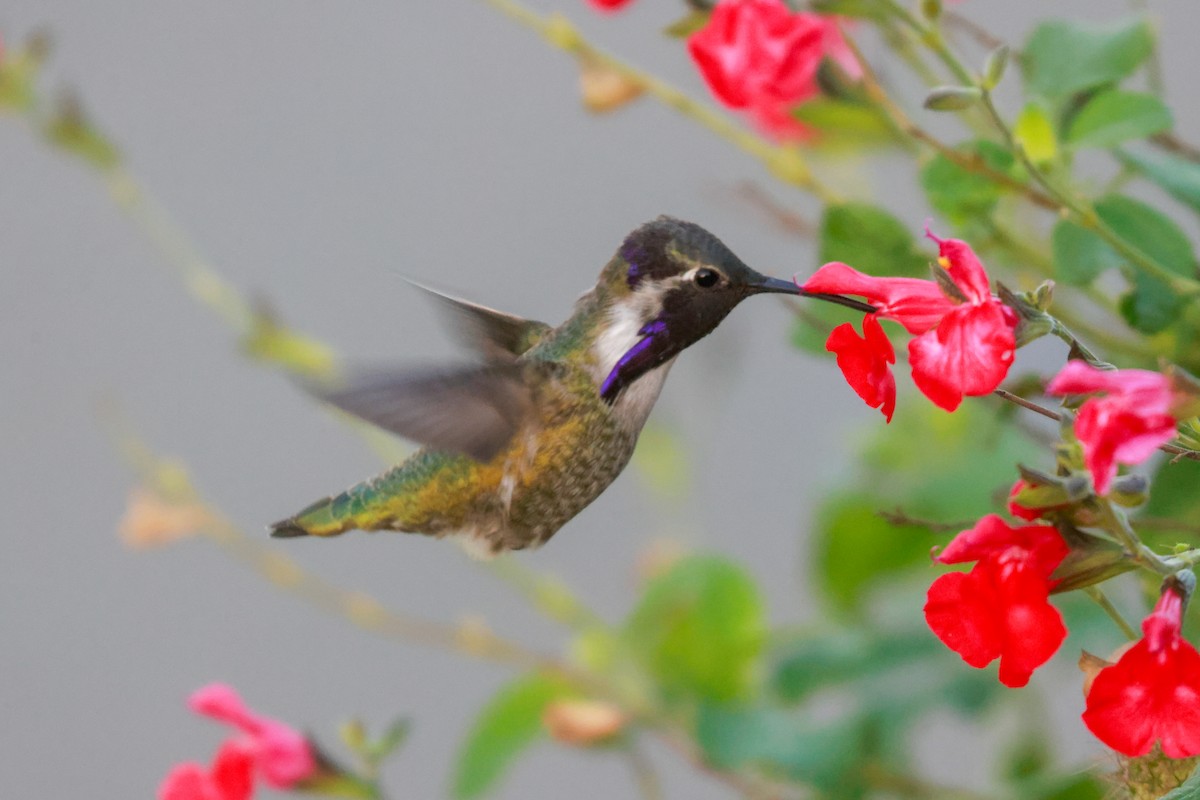 Costa's Hummingbird - Joey McCracken