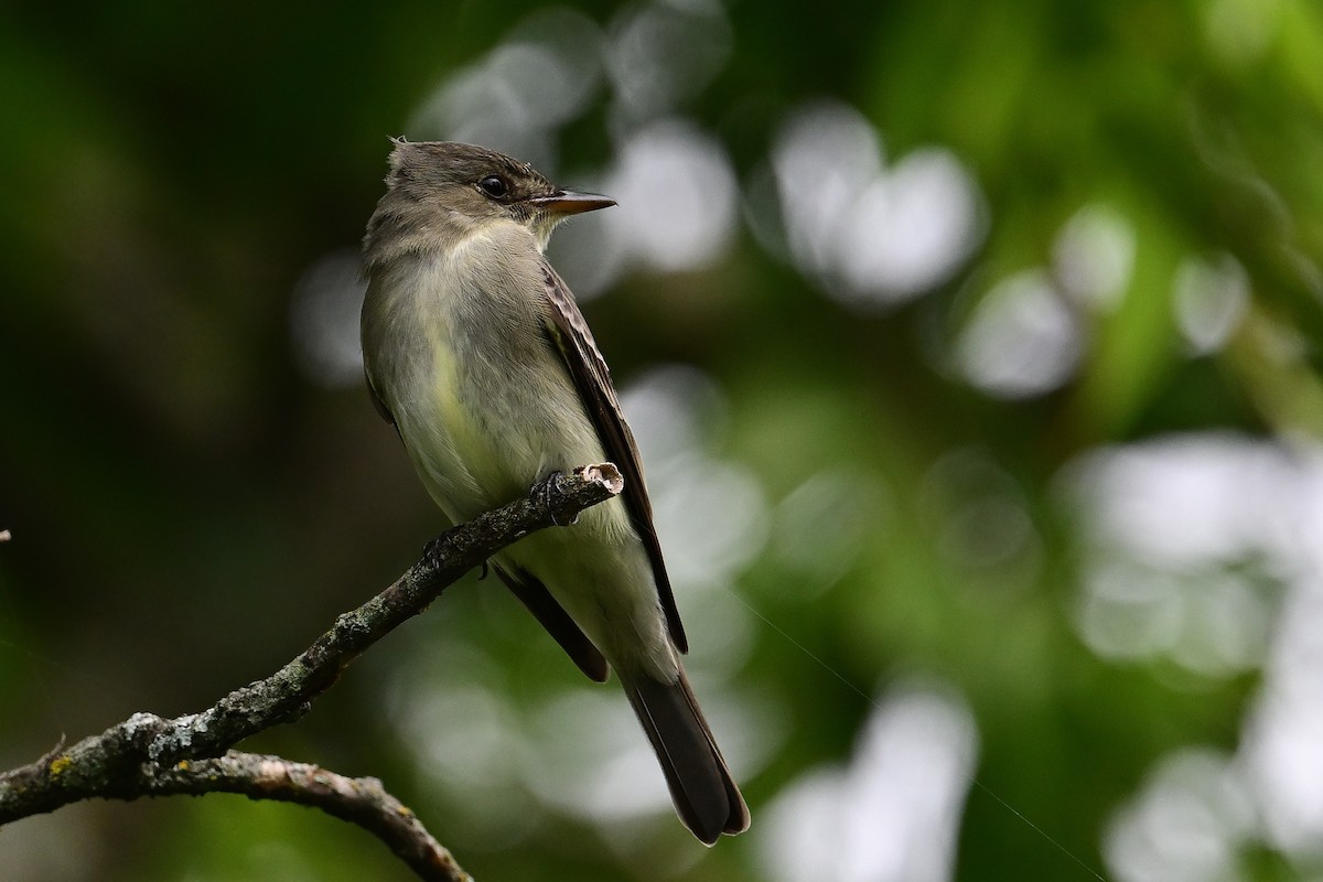 Eastern Wood-Pewee - Buck Lee