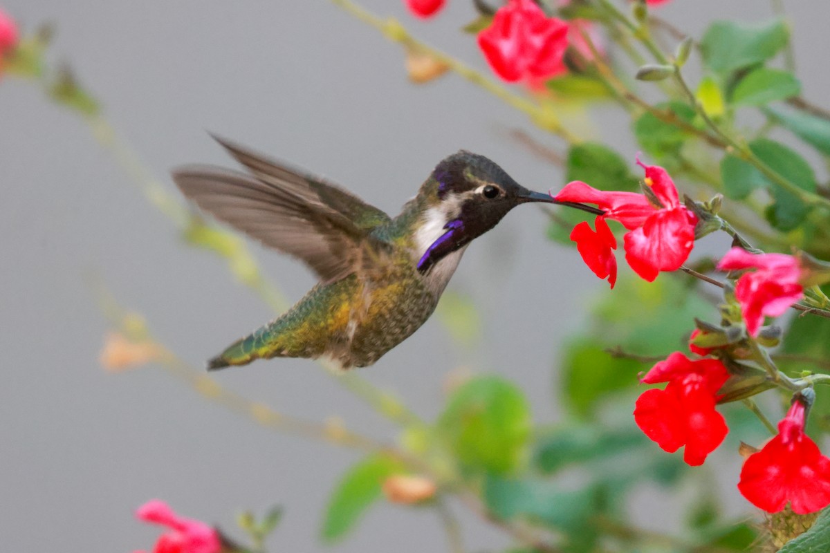 Costa's Hummingbird - Joey McCracken