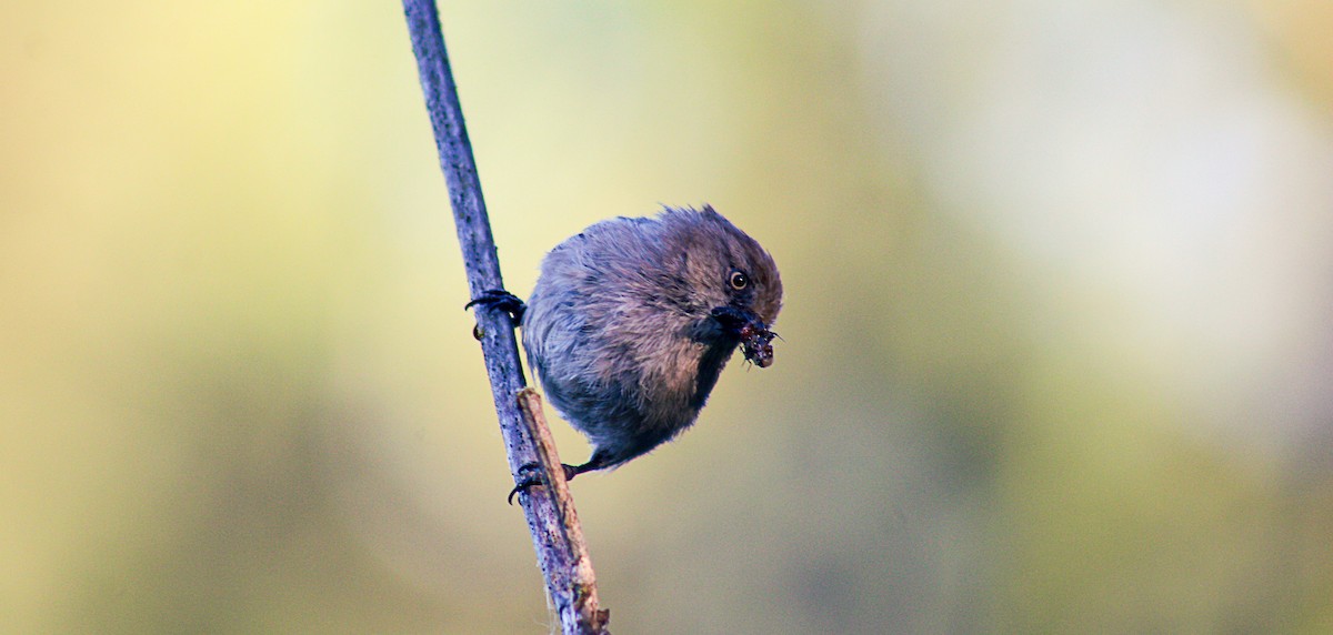 Bushtit - Greg kerluke