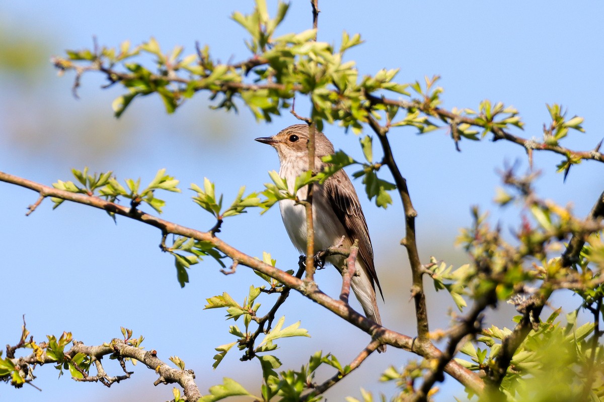 Spotted Flycatcher - Daniel Boon