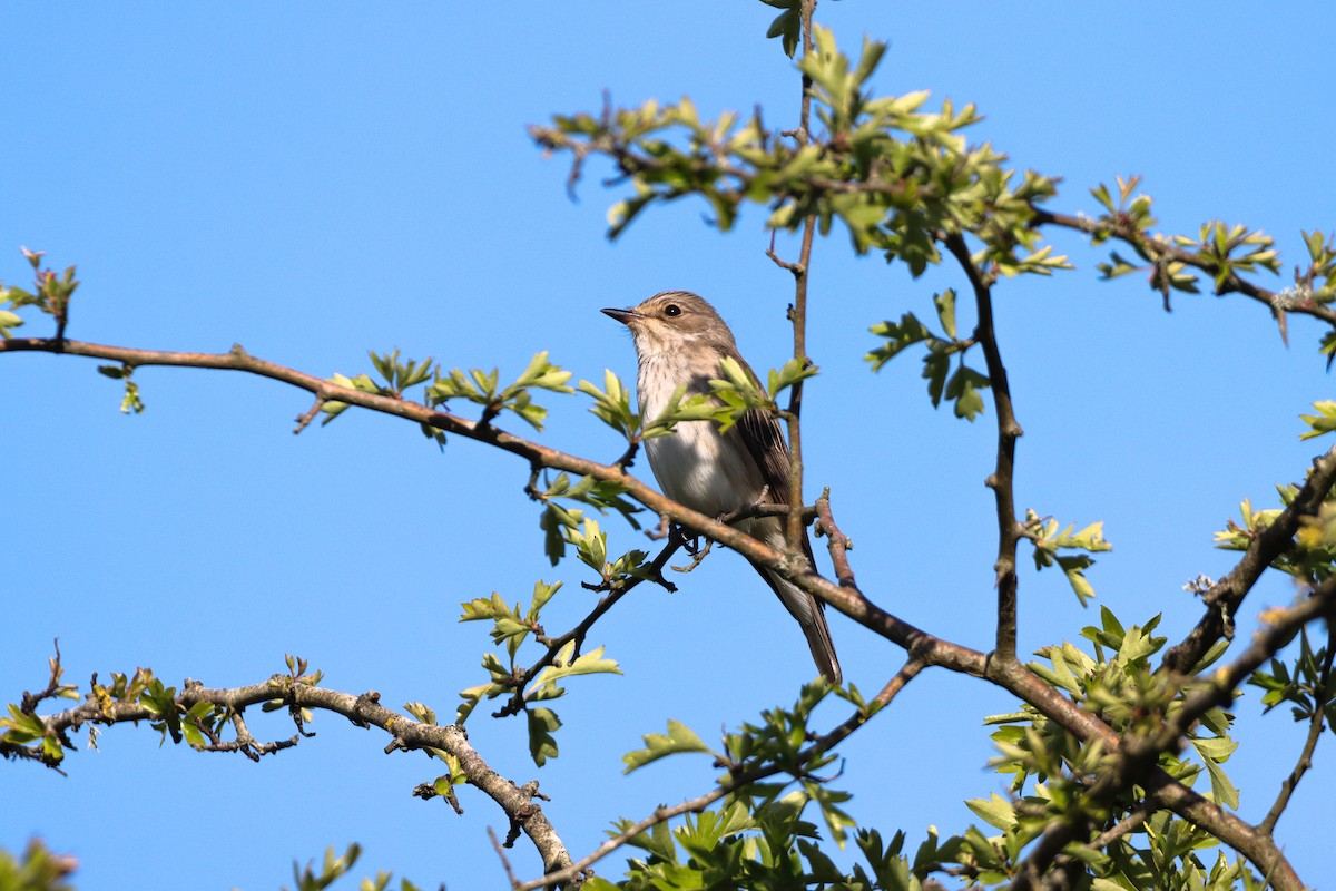 Spotted Flycatcher - Daniel Boon