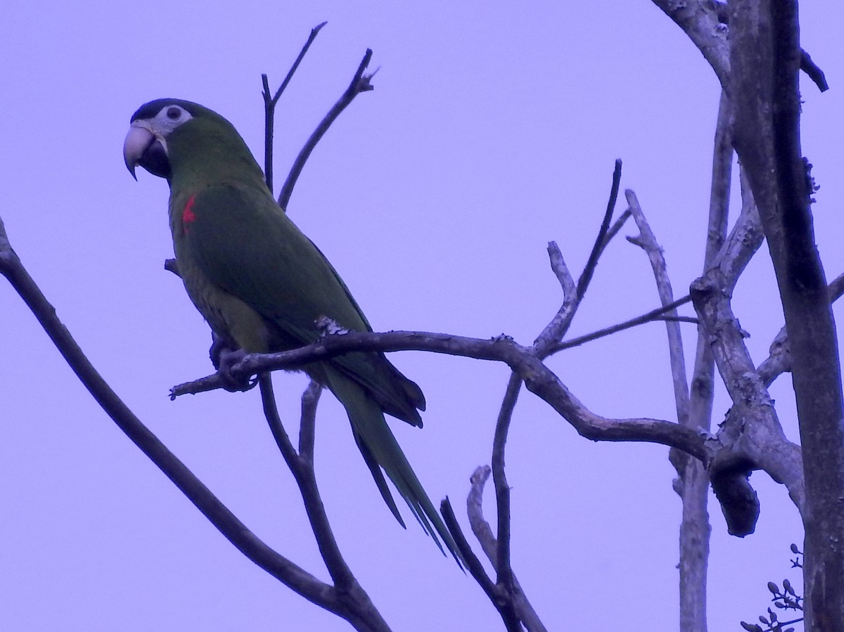 Red-shouldered Macaw - Carlos Crocce