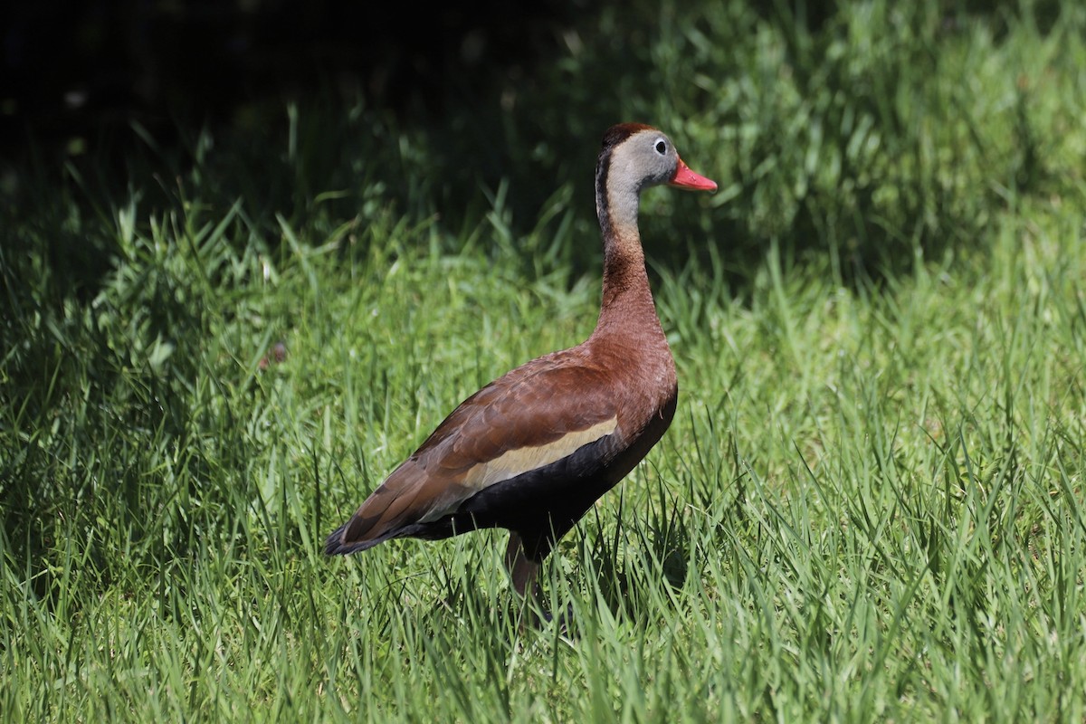 Black-bellied Whistling-Duck - Jacob Riggs