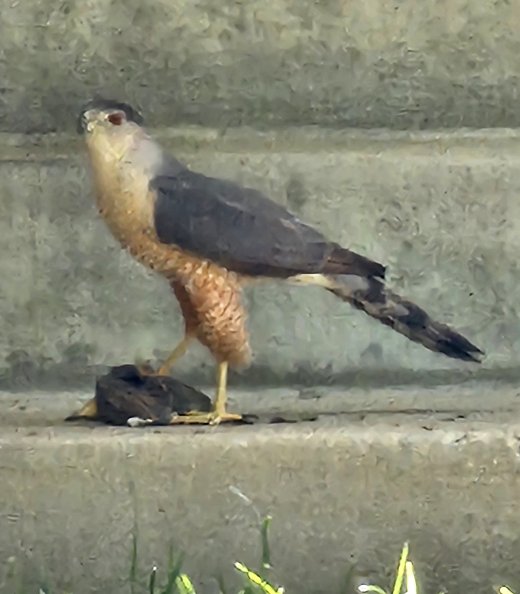 Cooper's Hawk - Joe Chen