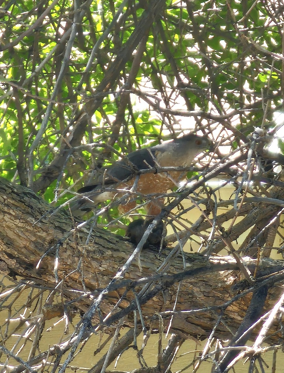 Cooper's Hawk - Joe Chen