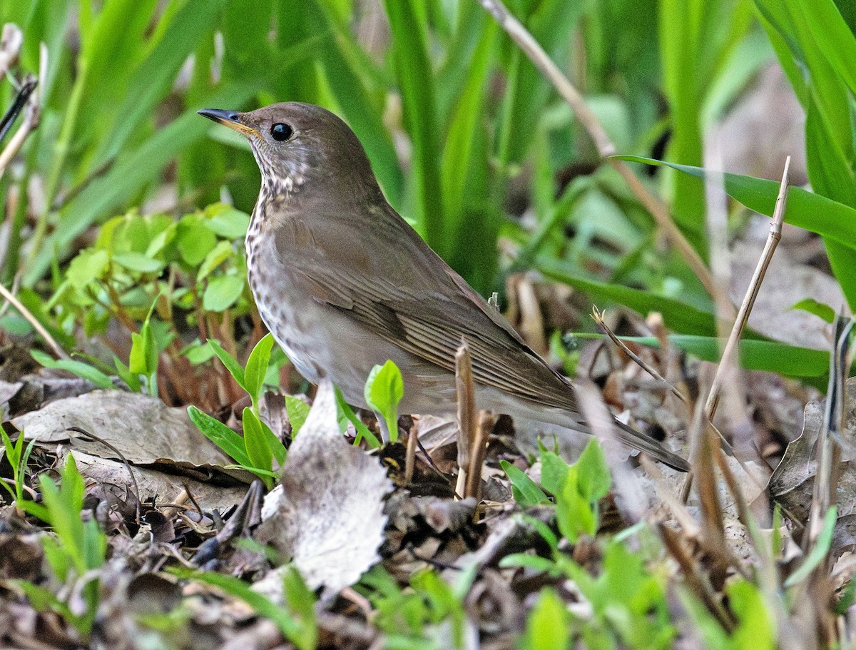 Gray-cheeked Thrush - Greg Courtney