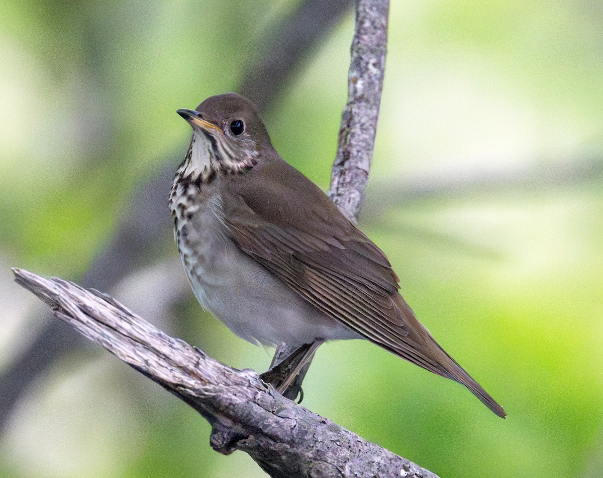 Gray-cheeked Thrush - Greg Courtney