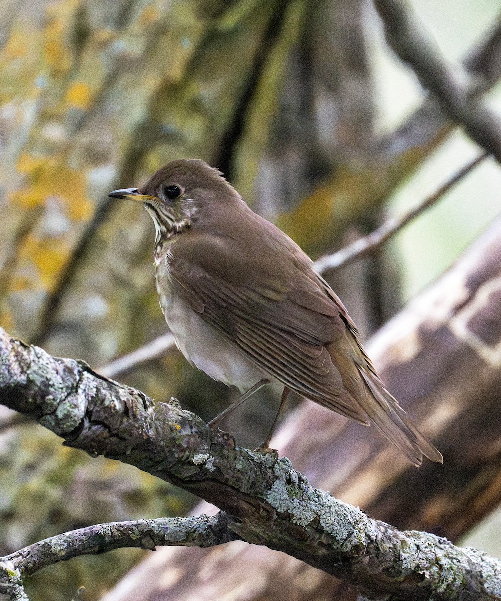 Gray-cheeked Thrush - Greg Courtney