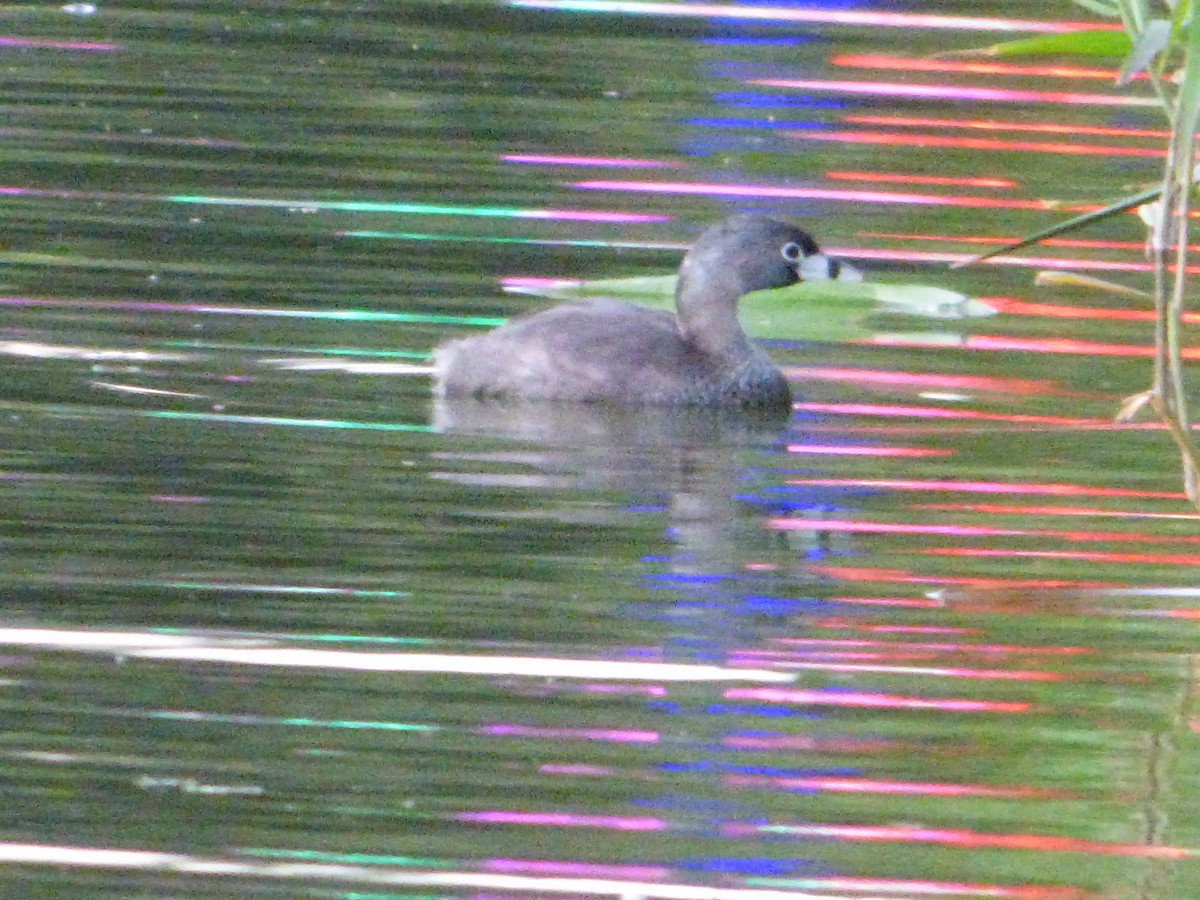 Pied-billed Grebe - ML619496740